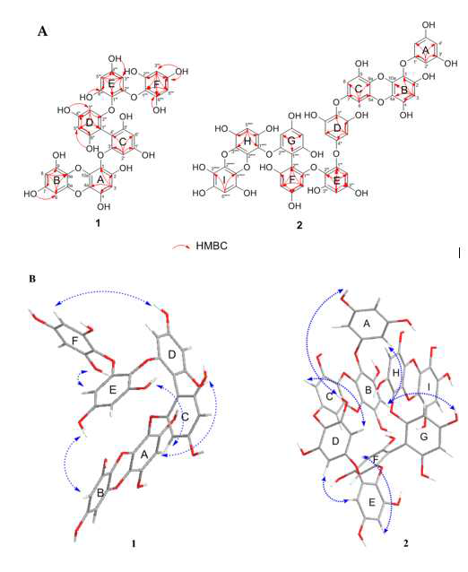 (A) Key HMBC correlations of compounds 1 and 2. (B) Key ROESY 138 correlations on 3D structure of compounds 1 and 2