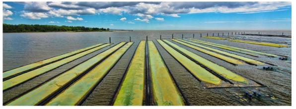 미국 Mobile Bay에 설치된 Algae Systems사의 광생물반응기