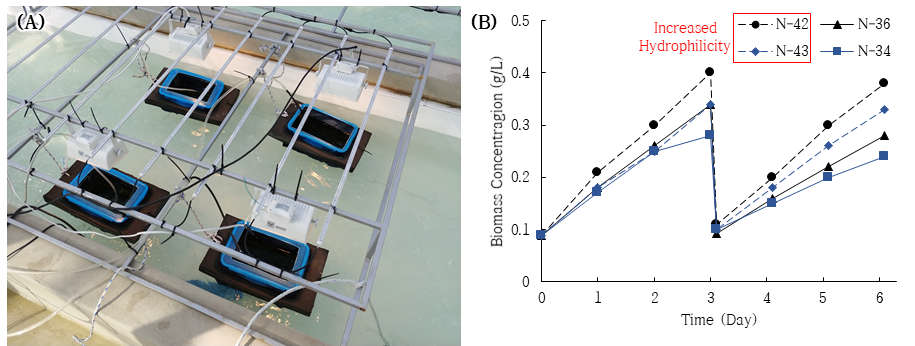 Mesh 장착 광생물반응기 실내 실험: (A)레이스웨이에 설치된 배양기들, (B)배양기간 내 바이오매스 농도 변화