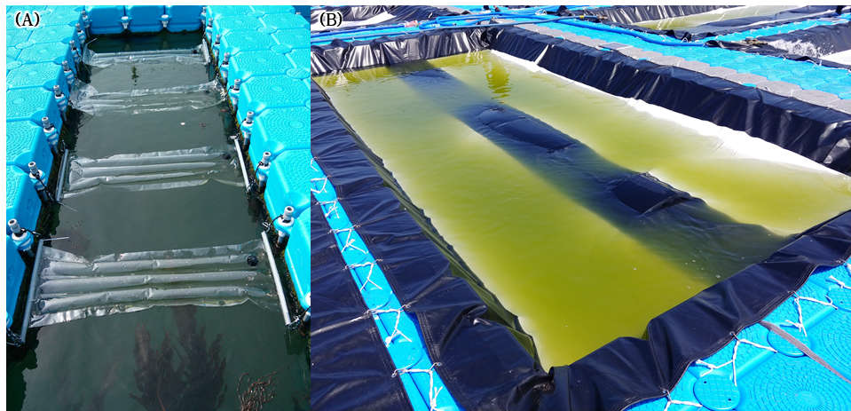 개발된 해양 배양기: (A)폐쇄형 해양광생물반응기, (B)개방형 mesh pond