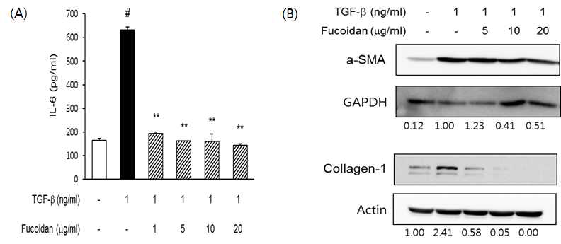 TGF-β로 유도된 세포에서 (A) IL-6 분비 및 (B) α-SMA, Collagen-1 단백질 발현 억제 효과