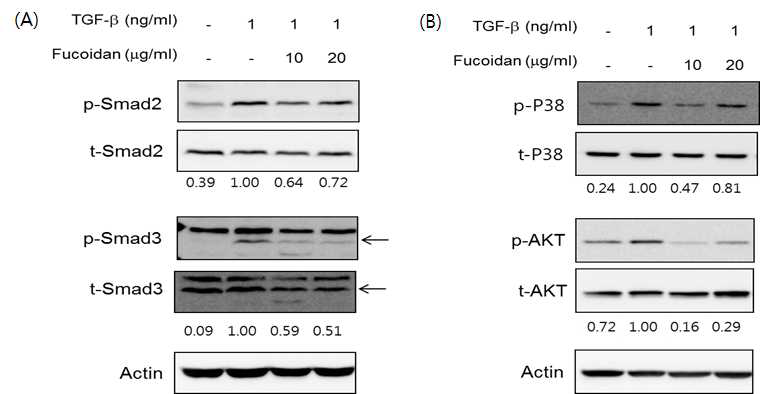 TGF-β로 유도된 세포에서 (A) Smad2/3 및 (B) p-38 MAPK, AKT 신호 단백질 활성 억제 효과