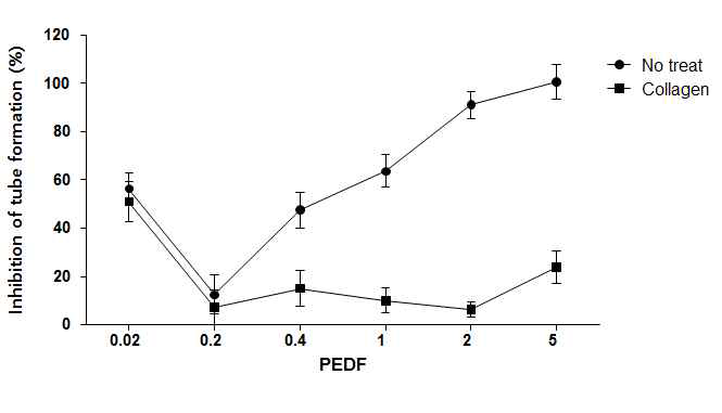 PEDF 농도에 따른 collagen 혼합물의 신생혈관생성 억제 효과