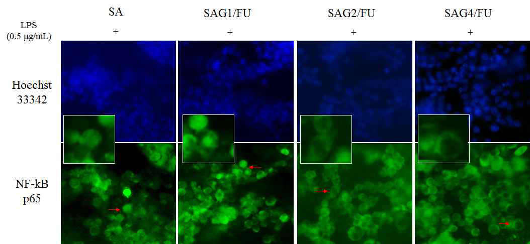 SA 및 SAG/FU 3D 세포담체에서의 BV-2 cell의 NF-kB 전사 형광 측정 결과