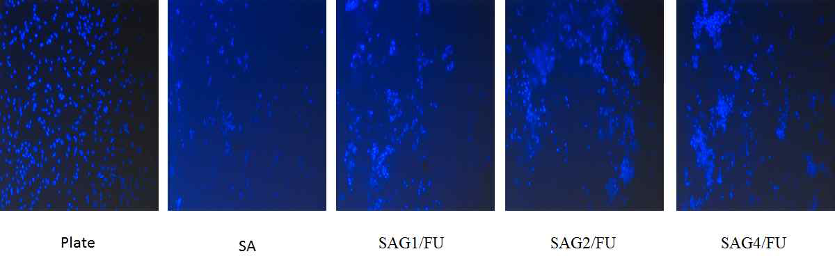 SA 및 SAG/FU 3D 세포담체에서의 중간엽줄기세포 부착 및 생존 확인