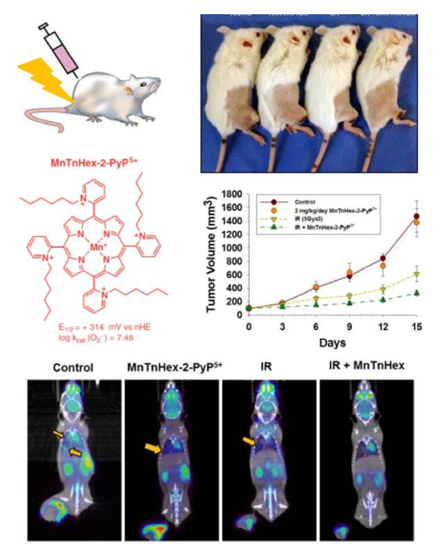 유방암 세포주 4T-1을 이용한 xenograft 동물 모델과 superoxide dismutase mimetic의 일종인 MnTnHex-2-PyP5+에 의한 방사선 감수성 증진 효과