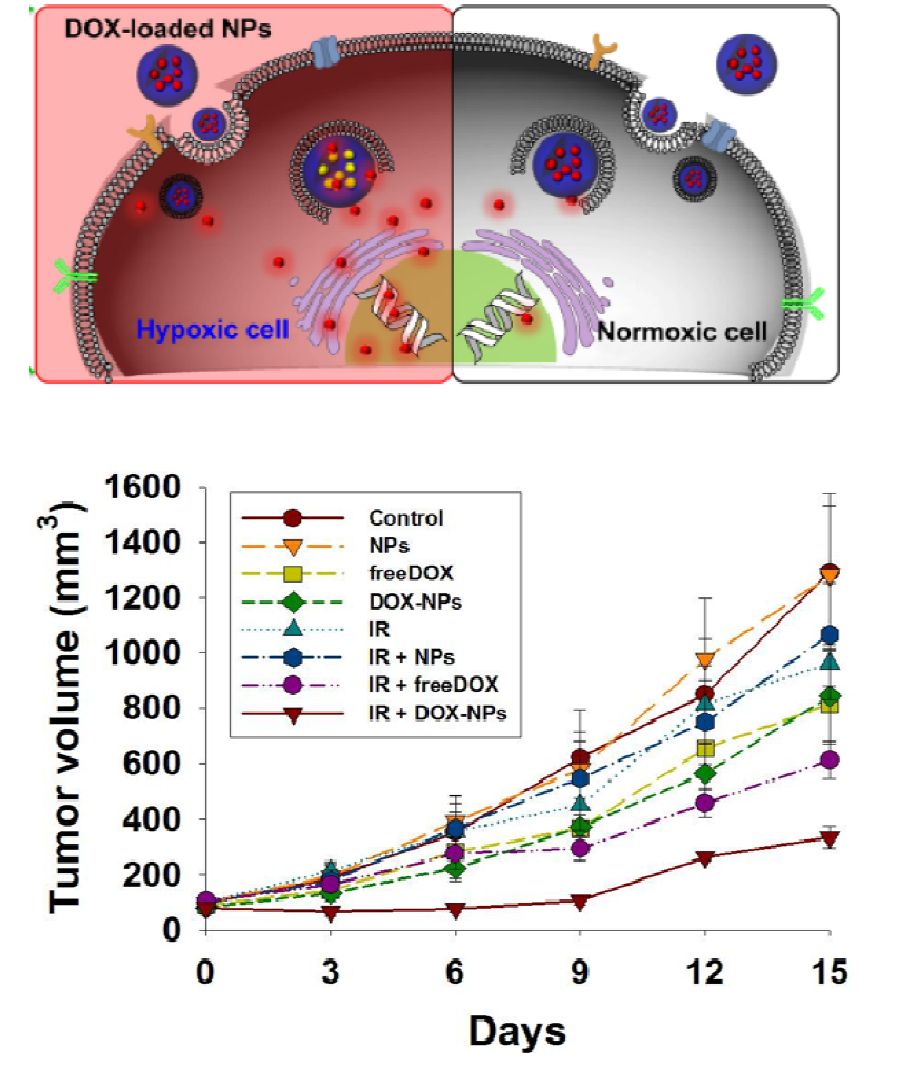 간암세포주인 Huh7을 이용한 xenograft 동물 모델 확립 및 hypoxia에 민감성 nanoparticle을 이용한 방사선 병행 치료 시너지 효과 연구 결과