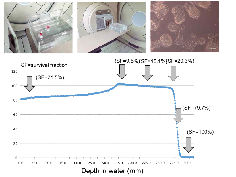 생물학적 dosimetry 팬텀을 이용한 양성자 치료기에서 depth에 따른 세포 사멸 정도 측정 실험