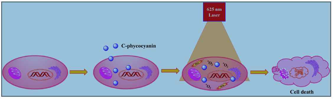 MDA-MB-231 유방암 세포의 광역동 치료 기작