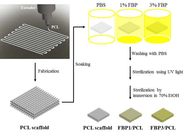 어뼈 유래 펩타이드(FBP) 융합형 3D 세포담체(FBP/PCL) 제작 모식도
