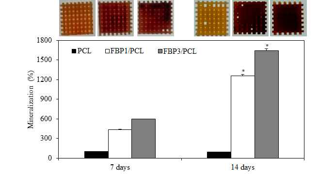 Alizarin Red S 염색법을 이용한 FBP/PCL 세포담체의 골재생능 확인