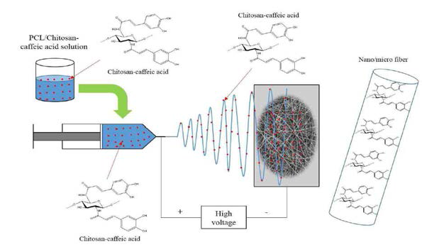 전기방사 이용 Chitosan-caffeic acid 합성물질 융합형 2D membrane 제작 모식도