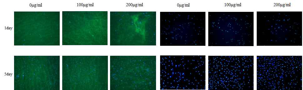 형광염색을 이용한 phlorotannin/PVA hydrogel내 섬유아세포(NHDF-neo) 증식효능 검토