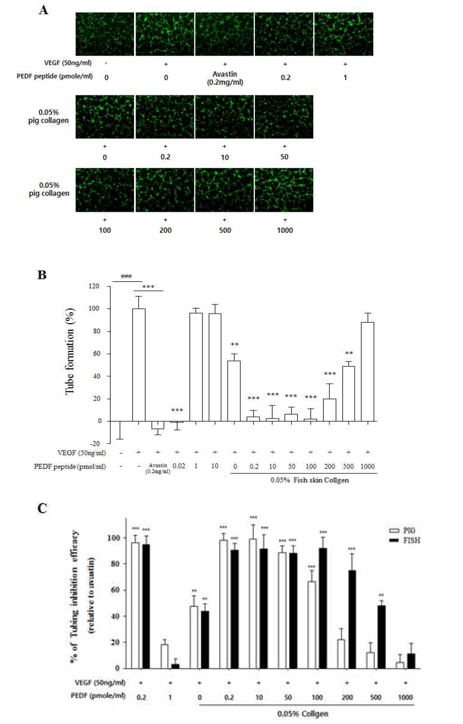 HUVECs tubing assay를 통한 PEDF peptide와 Fish collagen 혼합물의 효능 평가 Fish collagen과 PEDF peptide 혼합물의 혈관형성 억제 효과 확인(A, B)과, 0.05% pig collagen과 0.05% Fish collagen의 비교(C)