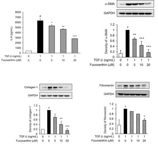 TGF-β로 유도된 세포에서 IL-6, a-SMA, Collagen-1, Fibronectin 단백질 발현 억제 효과