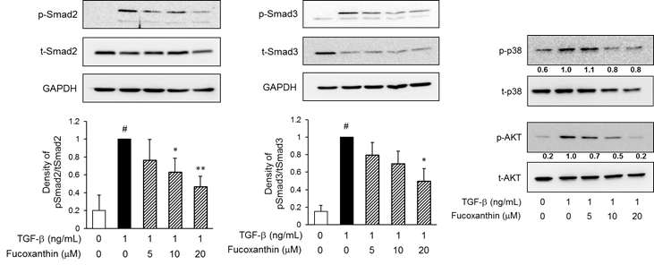 TGF-β로 유도된 세포에서 Smad2/3, p-38 MAPK, AKT 신호 단백질 활성 억제 효과