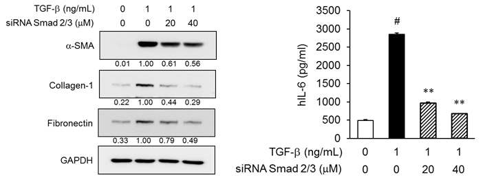 TGF-β 유도 세포에서 siRNA Smad2/3를 이용한 단백질 활성 억제 효과