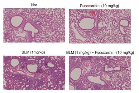 폐섬유화 동물 모델에서 후코산틴의 항섬유화 효능