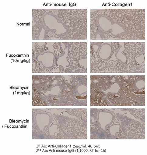 폐섬유화 동물 모델에서 후코산틴의 항섬유화 효능