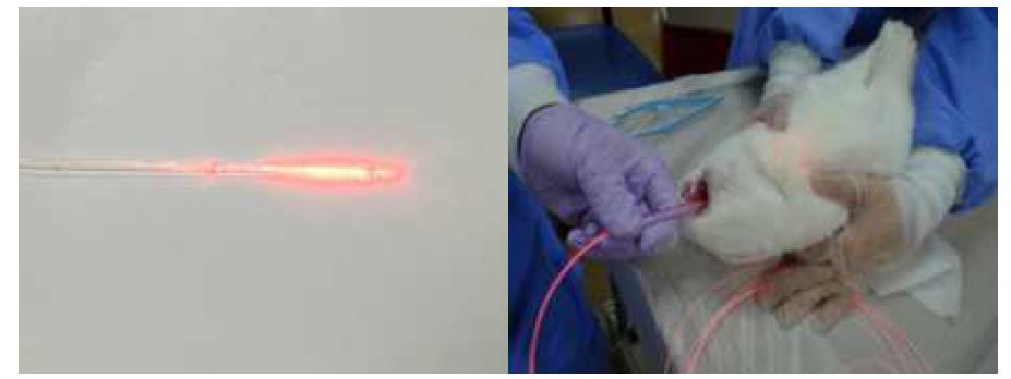diffusing laser applicator 동물실험에서 사용하는 과정