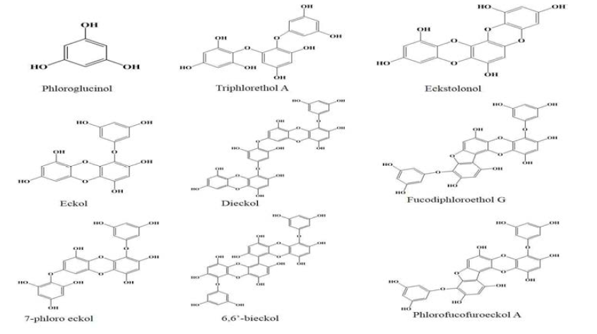 해조류로부터 추출된 유효물질(플로로탄닌)의 Structure