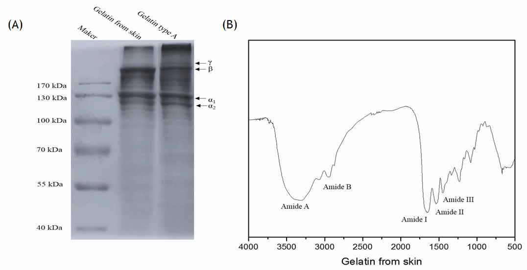 Gelatin type 확인 및 특성분석 (A) SDS-PAGE; (B) FT-IR 분석