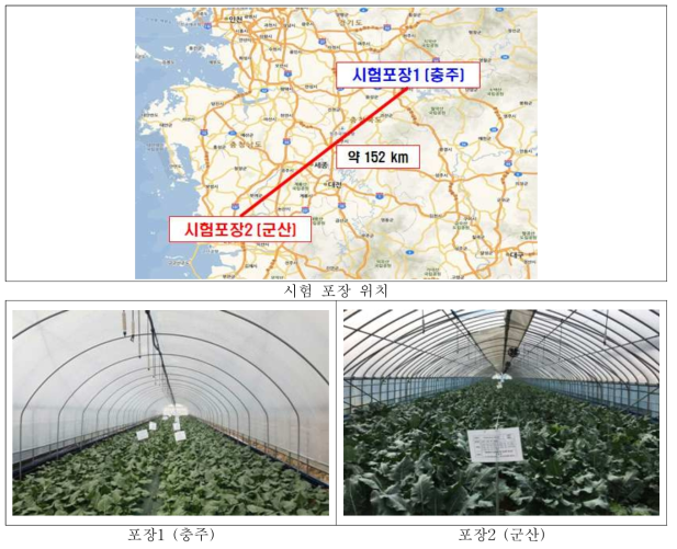 브로콜리 시험 포장 위치 및 전경사진