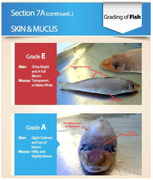 Grading of fish(in EU), 피부와 점액상태에 따른 분류 (grade E and A) 출처 : TRTA II, Trade Related Technical Assistance(TRTA II) Programme