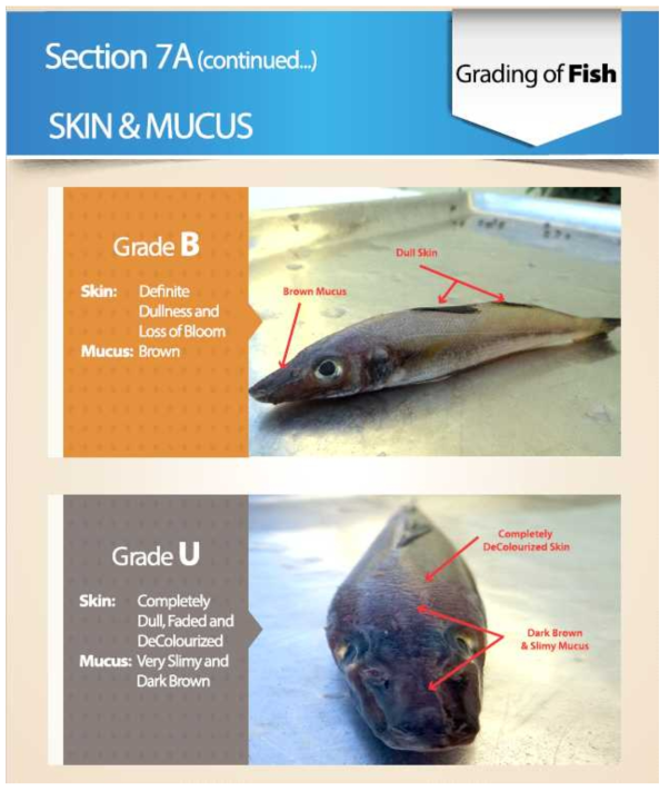 Grading of fish(in EU), 피부와 점액상태에 따른 분류 (grade B and U) 출처 : TRTA II, Trade Related Technical Assistance(TRTA II) Programme