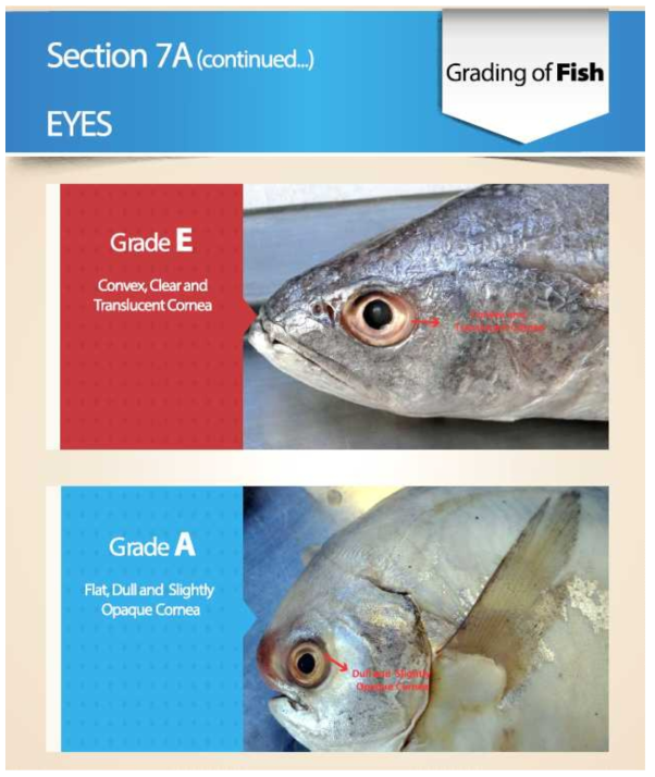 Grading of fish(in EU), 눈 상태에 따른 분류 (grade E and A) 출처 : TRTA II, Trade Related Technical Assistance(TRTA II) Programme