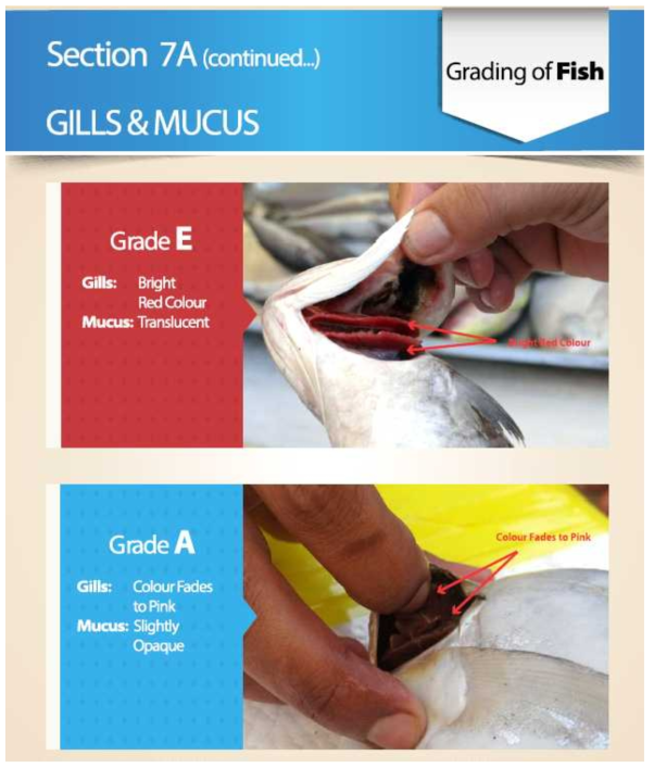 Grading of fish(in EU), 아가미와 점액 상태에 따른 분류 (grade E and A) 출처 : TRTA II, Trade Related Technical Assistance(TRTA II) Programme