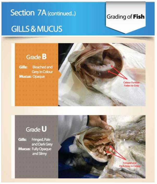 Grading of fish(in EU), 아가미와 점액 상태에 따른 분류 (grade B and U) 출처 : TRTA II, Trade Related Technical Assistance(TRTA II) Programme