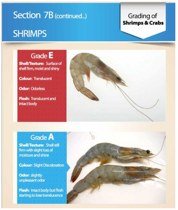 Grading of shrimp and crabs(in EU), 새우 상태에 따른 분류-1 출처 : TRTA II, Trade Related Technical Assistance(TRTA II) Programme