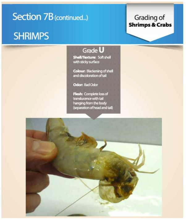 Grading of shrimp and crabs(in EU), 새우 상태에 따른 분류-2 출처 : TRTA II, Trade Related Technical Assistance(TRTA II) Programme