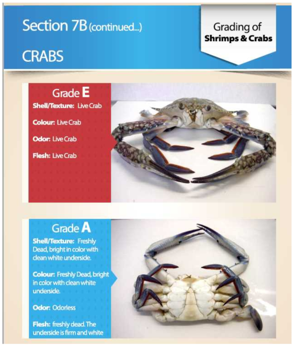 Grading of shrimp and crabs(in EU), 게 상태에 따른 분류-1 출처 : TRTA II, Trade Related Technical Assistance(TRTA II) Programme