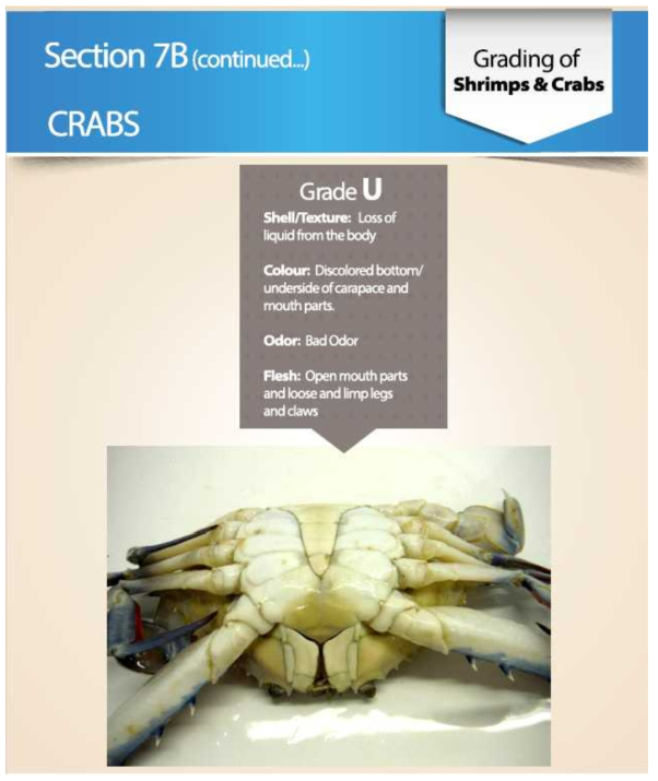 Grading of shrimp and crabs(in EU), 게 상태에 따른 분류-2 출처 : TRTA II, Trade Related Technical Assistance(TRTA II) Programme