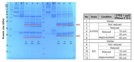 Bulk material의 SDS-PAGE 분석 결과 - 반복시험 3회 차