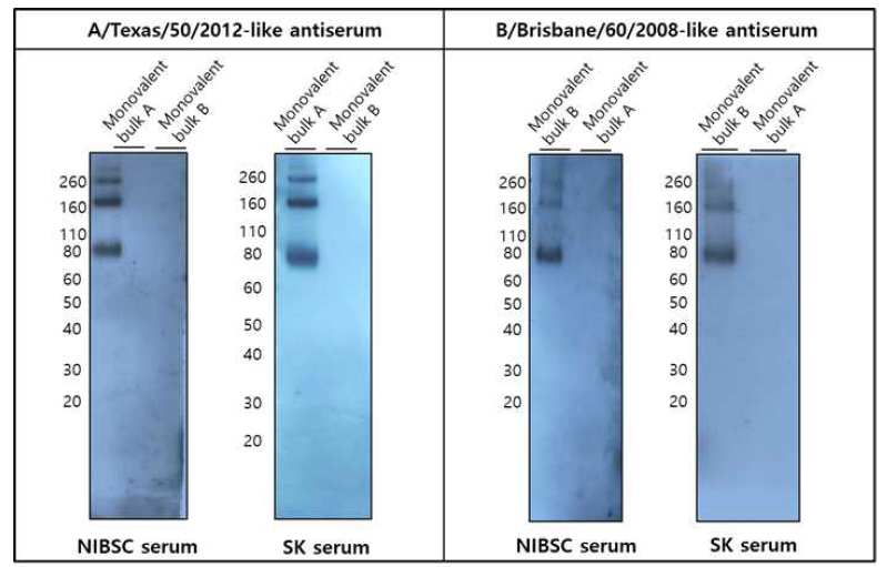 각 strain별 세포배양 유래 후보 항체 표준품을 이용한 western blot 시험 결과