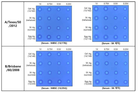 각 strain별 세포배양 유래 후보 항체 표준품을 이용한 SRID 시험 결과