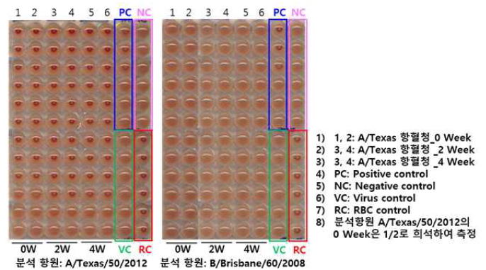 A/Texas/50/2012에 대한 항혈청의 4주간 HI assay 결과