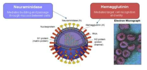 인플루엔자 바이러스의 구조