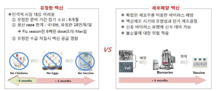 유정란 유래 인플루엔자 백신 vs 세포배양 유래 인플루엔자 백신