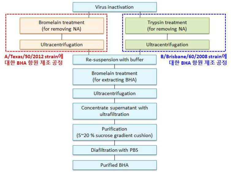 세포배양 유래 bromelain cleaved HA (BHA) 항원 제조 공정 흐름도