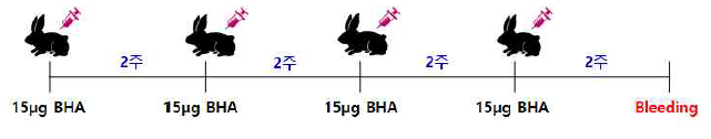 세포배양 유래 BHA 항원의 토끼 면역 스케쥴