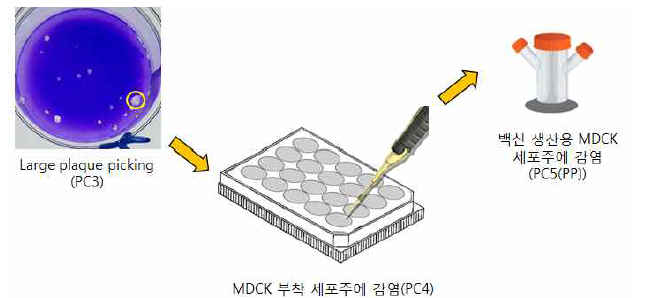 Plaque picking을 통한 바이러스 adaptation 과정