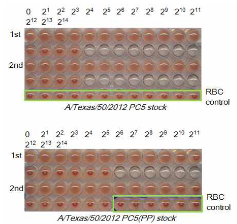 Plaque picking후 HA assay 결과