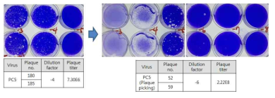 Plaque picking후 plaque assay 결과