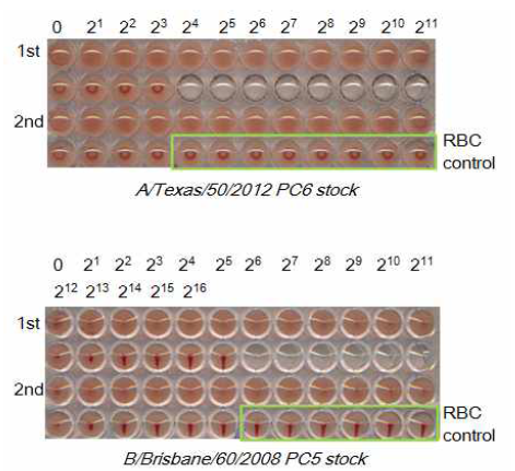 각 strain별 후보 백신 주의 HA assay 결과