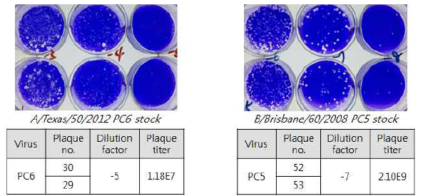 각 strain별 후보 백신 주의 plaque assay 결과