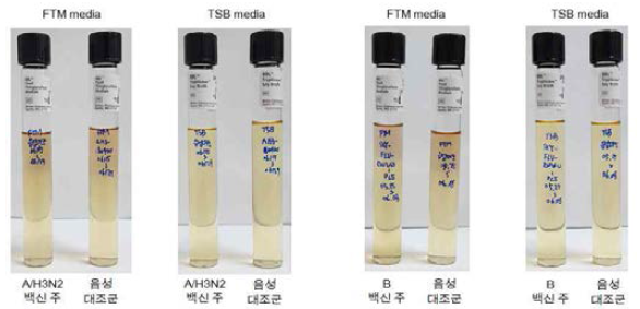 무균시험 배지 확인 결과
